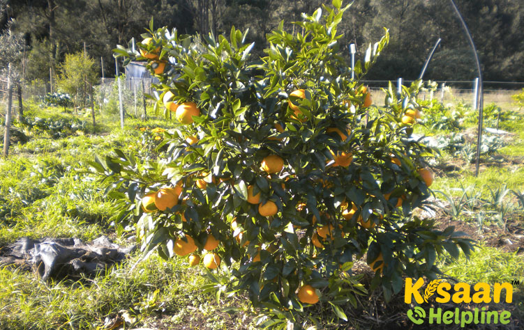 Nagpur Santra (नागपुर संतरा)